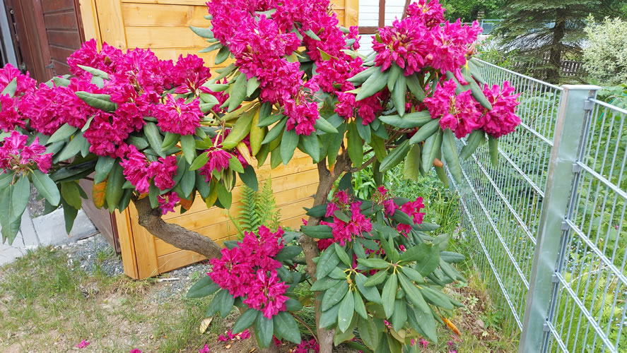 Rhododendron